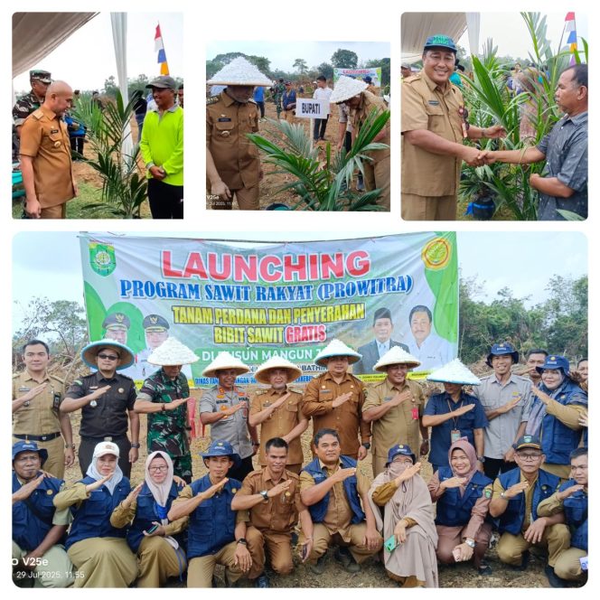 
 Prowitra Diluncurkan, 30 Ribu Bibit Sawit Gratis mulai Dibagikan untuk Tahap Awal, Cek cara Daftar Program Ini!