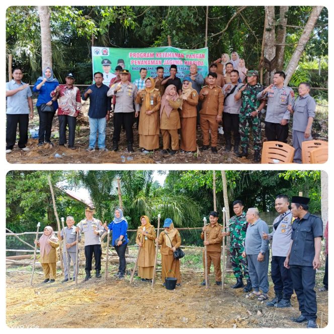 
 Dukung Program Ketahanan Pangan, Pemdus Sungai Mengkuang Tanam Jagung Bersama