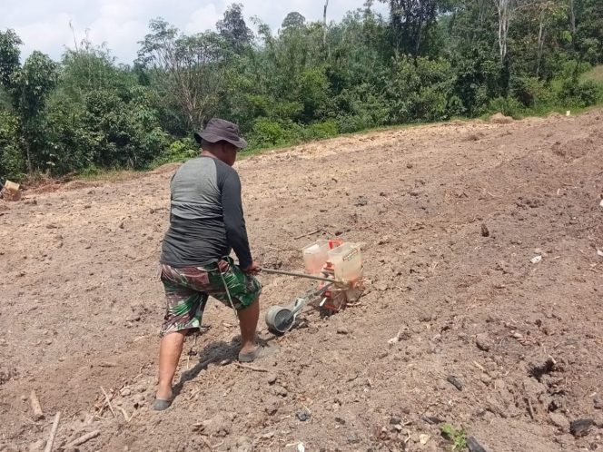 
 Komitmen Satgas TMMD Dukung Ketahanan Pangan dengan Menanam Jagung di Lahan yang Sudah Disiapkan